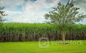 IHSG Melemah ke 7.083 Selasa (14/5), TPIA, BBCA, TLKM Paling Banyak Net Buy Asing