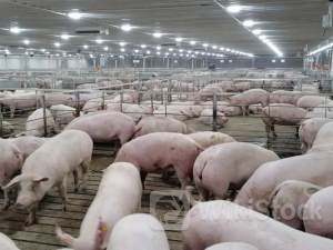 港股概念追踪 |猪价加速上涨 猪周期有望在下半年迎来反转（附概念股）