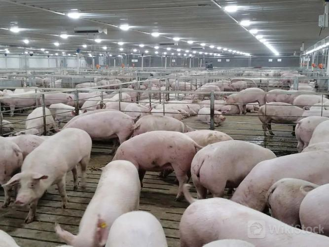 u=4045992393,18196322&fm=253&fmt=auto&app=138&f=JPEG?w=667&h=500