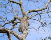 Simak Rekomendasi Saham ANTM, MBMA, dan TLKM untuk Perdagangan Kamis (13/6)