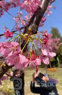 アジア株 総じて上昇、上海株は続落
