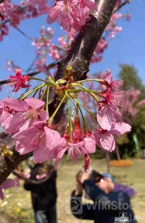 アジア株 総じて上昇、上海株は続落