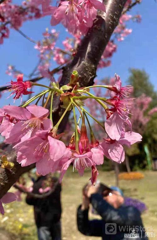 u=261043782,1833876727&fm=253&fmt=auto&app=138&f=JPEG?w=500&h=765