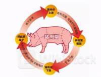 猪周期持续回暖 多家猪企二季度大幅“回血”（附概念股）