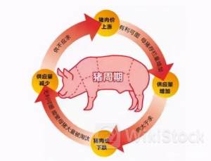 猪周期持续回暖 多家猪企二季度大幅“回血”（附概念股）