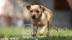 BofA profit drops on lower interest income, outlook lifts shares