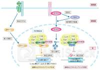 英２年債利回りが４％下回る、市場は年内２回の利下げ完全に織り込む