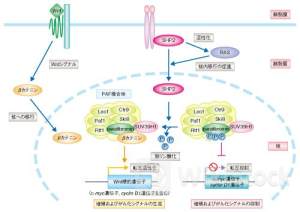 英２年債利回りが４％下回る、市場は年内２回の利下げ完全に織り込む