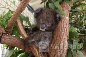 'Dogecoin Killer' Shiba Inu Burn Rate Up 875% But Price Down 10%: What Is Going On？