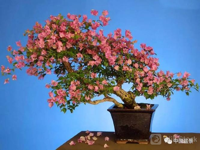 u=125707347,482534032&fm=253&fmt=auto&app=138&f=JPEG?w=666&h=500