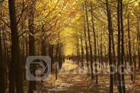 欧米の注目経済指標：4-6月期米GDP成長率は前期実績を上回る見込み