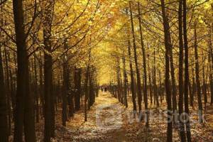 欧米の注目経済指標：4-6月期米GDP成長率は前期実績を上回る見込み