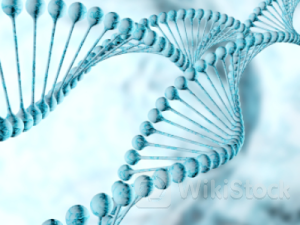 辉瑞(PFE.US)重大突破落空 杜氏肌营养不良症基因疗法晚期临床试验宣告失败