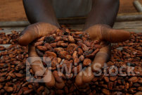 カカオ豆価格が再び高騰、過去最高値に迫る 供給減観測で