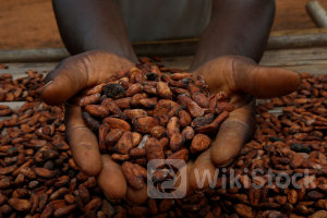 カカオ豆価格が再び高騰、過去最高値に迫る 供給減観測で