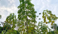 Loại cây quý đưa Việt Nam trở thành 1 trong 2 'ông trùm' của thế giới: Thu nửa tỷ USD kể từ đầu năm, từ gốc đến ngọn đều được các cường quốc săn lùng