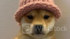 ミームコインブームでのファンダメンタル分析の重要性