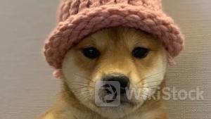 ミームコインブームでのファンダメンタル分析の重要性