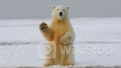 マイナーの保有量削減でビットコインの短期的な弱気目標は6万ドルか