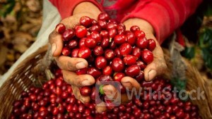 Giá cà phê hôm nay ngày 17/6/2024: Giá cà phê trong nước ổn định giao dịch ở mốc 120.000 đồng/kg