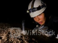 Xuất hiện "thủy quái" bí ẩn trong hang động ở Phong Nha - Kẻ Bàng