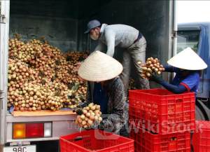 Bắc Giang: Xuất khẩu vải thiều thành công vào nhiều thị trường 'khó tính'