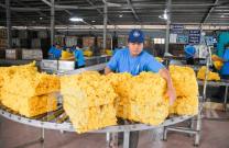 GVR: Chia 1.200 tỉ đồng cổ tức năm 2023