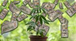 Aurora Reports 20% YoY Uptick In Global Medical Marijuana, Expects Benefits From International Cannabis R