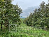 HAG: Vụ sầu riêng 2024 của bầu Đức: Dự kiến thu hoạch 300-400ha