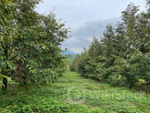 HAG: Vụ sầu riêng 2024 của bầu Đức: Dự kiến thu hoạch 300-400ha