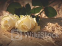 破局100%预防艾滋“神药”，吉利德(GILD.US)股价却开心不起来？