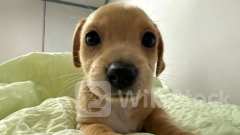 While Bitcoin, Ethereum, Shiba Inu Witness A Meltdown, This Solana-Based Memecoin Has Surged 147% In Last