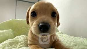 While Bitcoin, Ethereum, Shiba Inu Witness A Meltdown, This Solana-Based Memecoin Has Surged 147% In Last