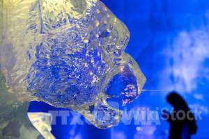 Bữa tiệc ánh sáng tại công viên băng tuyết trong nhà lớn nhất thế giới