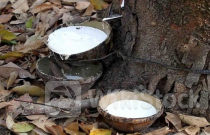 Indonesia ra sức thu mua loại nguyên liệu 'chảy nhựa lấy tiền' của Việt Nam: xuất khẩu tăng 3 chữ số, cả thế giới đều đang thèm khát