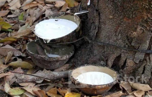 Indonesia ra sức thu mua loại nguyên liệu 'chảy nhựa lấy tiền' của Việt Nam: xuất khẩu tăng 3 chữ số, cả thế giới đều đang thèm khát