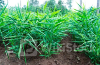 Việt Nam sở hữu kho vàng dưới lòng đất được các ông lớn châu Á liên tục săn lùng: Thu về hơn 33 triệu USD từ đầu năm, Nghệ An là thủ phủ sản xuất