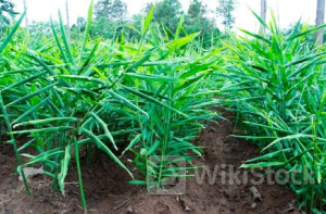 Việt Nam sở hữu kho vàng dưới lòng đất được các ông lớn châu Á liên tục săn lùng: Thu về hơn 33 triệu USD từ đầu năm, Nghệ An là thủ phủ sản xuất