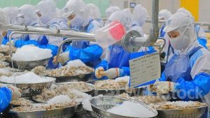 FMC: Được khuyến nghị khả quan, mục tiêu 55.500 đồng/cổ phiếu