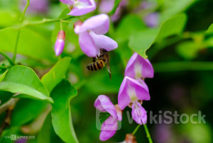 CNG: Báo lãi cao kỷ lục, cổ phiếu lập tức nổi sóng