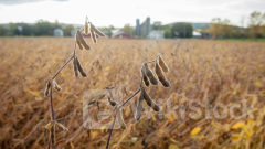 Cứu tinh từ Campuchia liên tục tràn về Việt Nam với giá rẻ: tăng nhập khẩu hơn 1.000%, nước ta tiêu thụ 2 triệu tấn/năm