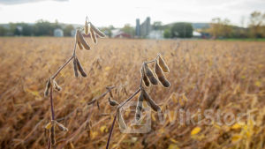 Cứu tinh từ Campuchia liên tục tràn về Việt Nam với giá rẻ: tăng nhập khẩu hơn 1.000%, nước ta tiêu thụ 2 triệu tấn/năm