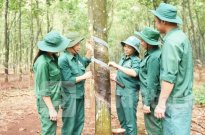 GVR: Sáu tháng đầu năm Tập đoàn Cao su Việt Nam hoàn thành hơn 40% kế hoạch