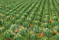 Vị thế trái ngược của 2 ‘báu vật trời ban’ cho Việt Nam: Một liên tục sụt giảm không lối thoát, một lên như 'diều gặp gió' nhờ khách sộp Trung Quốc, thành mặt hàng tỷ USD chỉ sau 2 năm