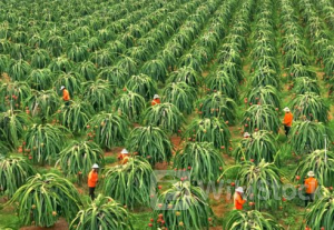 Vị thế trái ngược của 2 ‘báu vật trời ban’ cho Việt Nam: Một liên tục sụt giảm không lối thoát, một lên như 'diều gặp gió' nhờ khách sộp Trung Quốc, thành mặt hàng tỷ USD chỉ sau 2 năm