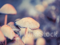 Q2财报结果欠佳 福特汽车(F.US)创近16年来最大单日跌幅