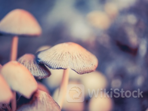 Q2财报结果欠佳 福特汽车(F.US)创近16年来最大单日跌幅