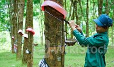 Doanh nghiệp cao su kẻ khóc người cười, gam màu đối lập giữa thành viên của Vinachem và VRG